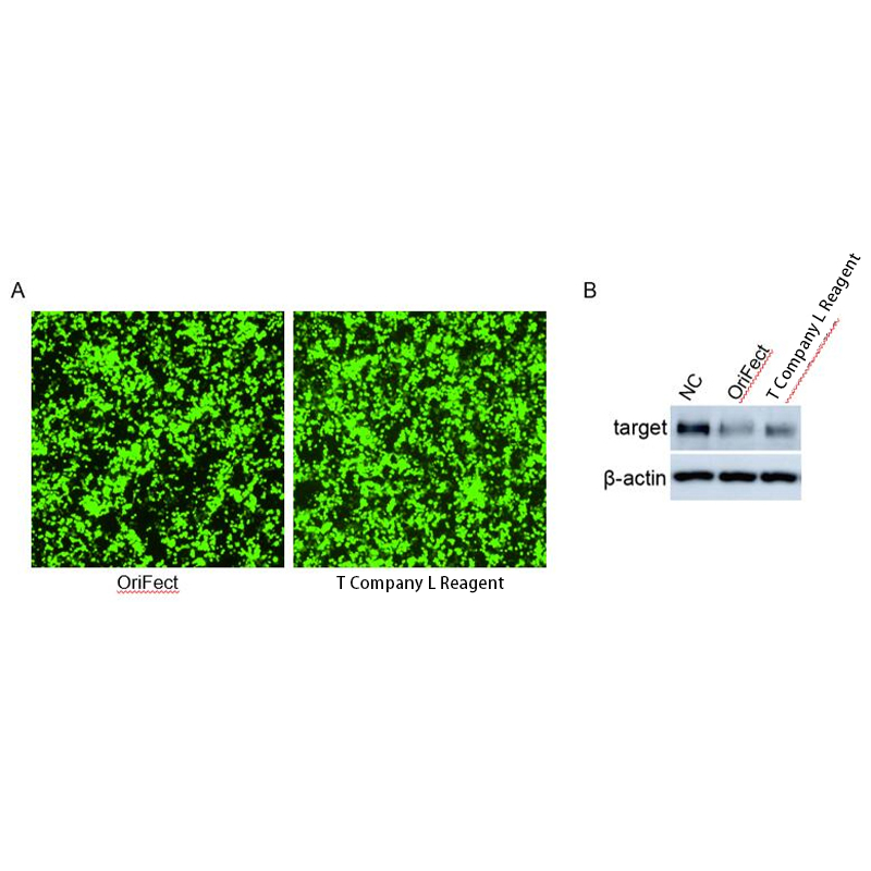 OriFect Transfection Reagent