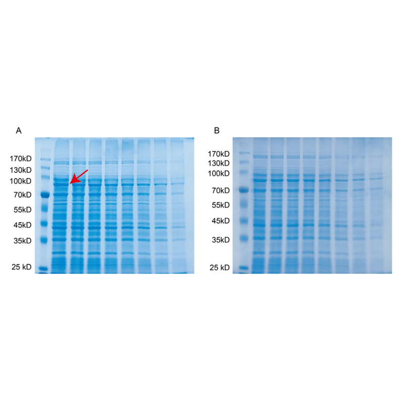 Oriscience Rapid Protein Stain