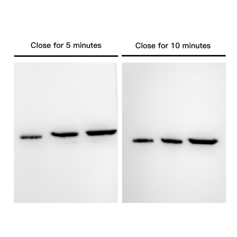 Oriscience Rapid-Block Solution