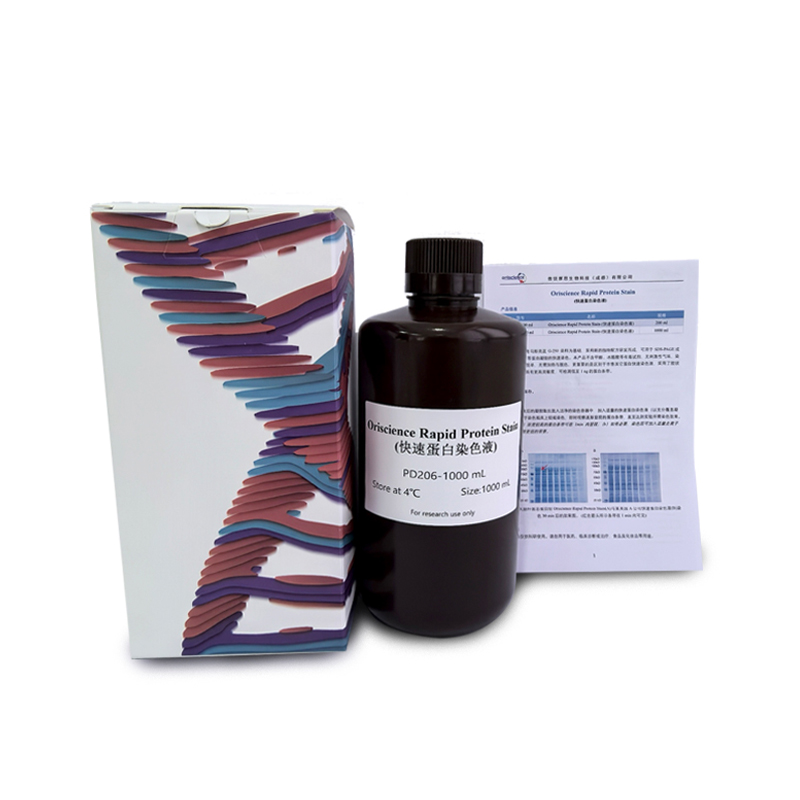 Why is rapid protein stain an ideal choice for laboratory protein detection?