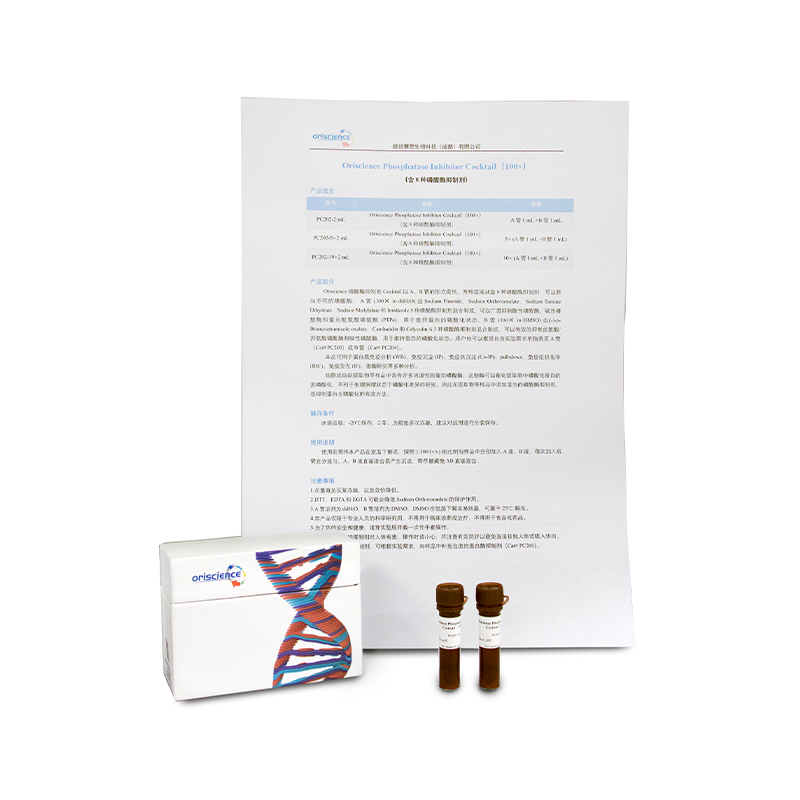 How does oriscience phosphatase inhibitor cocktail help maintain the phosphorylation state of proteins?