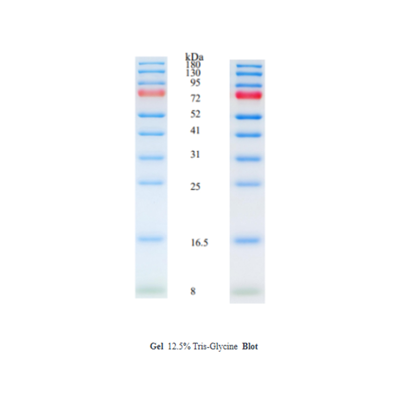 Oriscience Prestained Color Protein Marker (8-180 kDa)