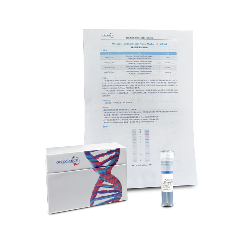 Oriscience Prestained Color Protein Marker (8-180 kDa)
