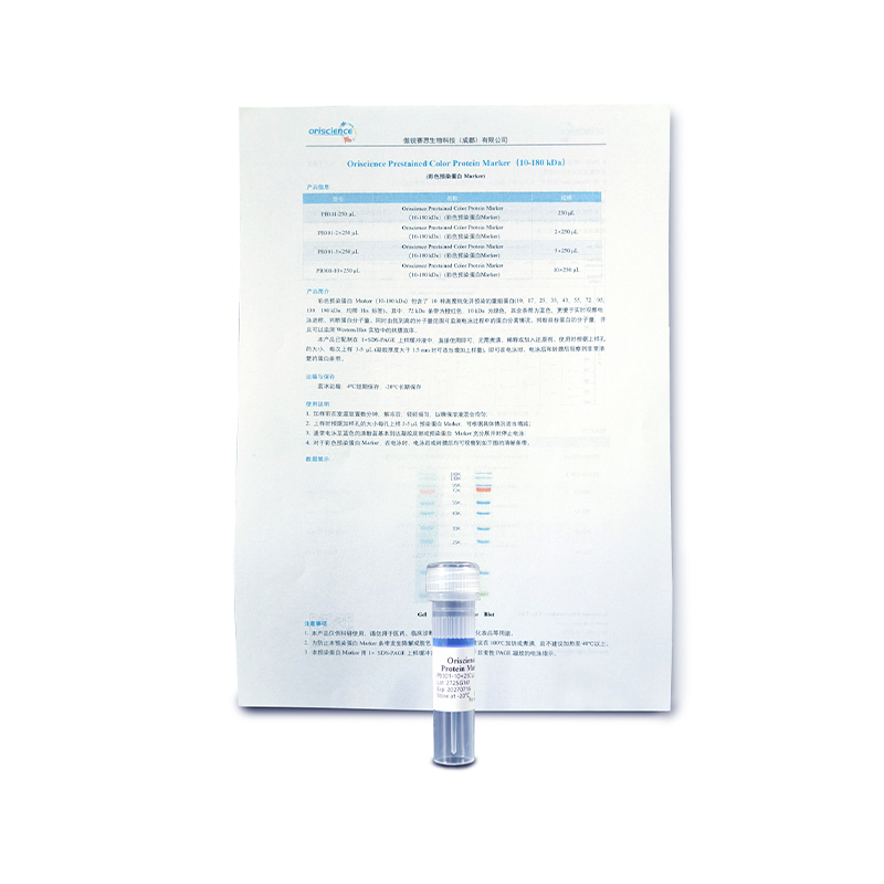 How is the molecular weight range corresponding to the different colored bands in a prestained color protein marker accurately calibrated?