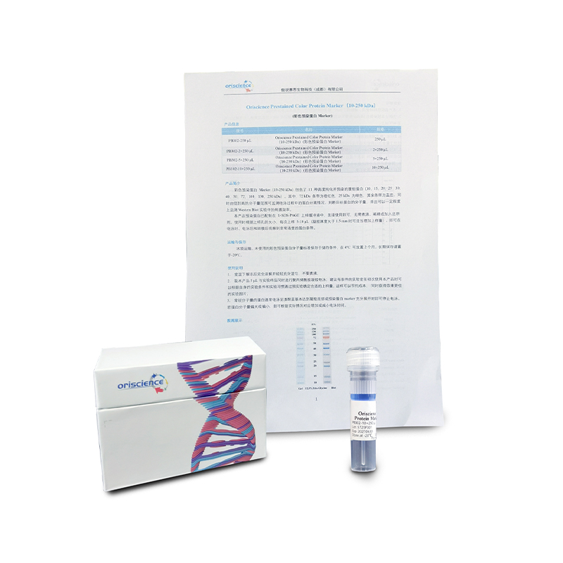 Why can oriscience prestained color protein markers be directly loaded without boiling or reducing agents?