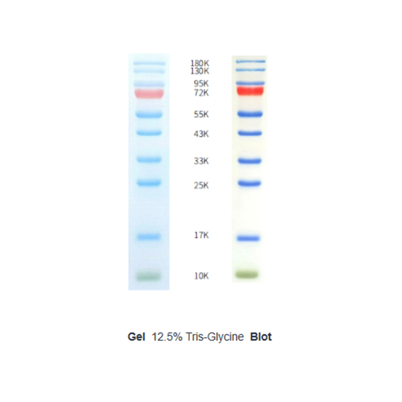What factors affect the fluorescence intensity of prestained color protein marker in biological reagents?