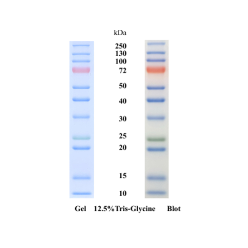 What effect does a prestained color protein marker have on protein separation efficiency?
