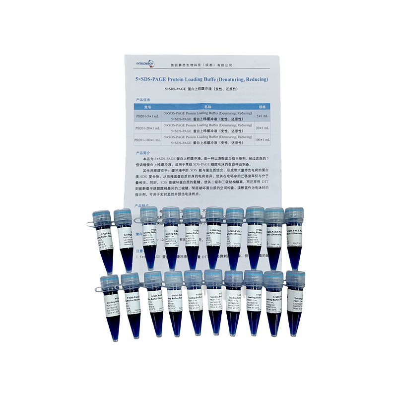 5×SDS-PAGE Protein Loading Buffer (Denaturing, Reducing)